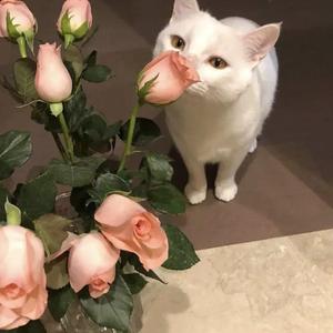 成人黄色软件下载
